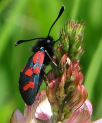 Zygaena oxytropis