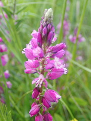 Polygala major