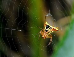 Micrathena furcata