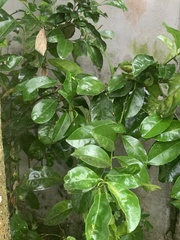 Citrus