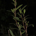 Dodonaea serratifolia - Photo (c) quinkin, osa oikeuksista pidätetään (CC BY-NC)