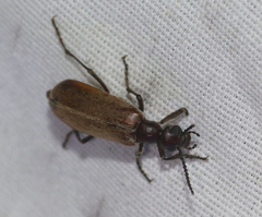 Epicauta ochrea