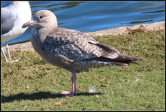 Larus argentatus