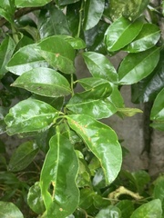 Citrus