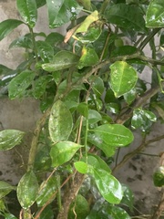 Citrus