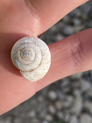 Oreohelix strigosa