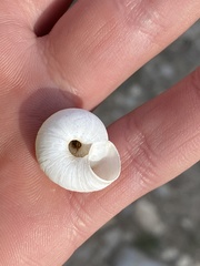 Oreohelix strigosa