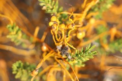 Cassytha pomiformis