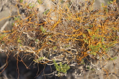 Cassytha pomiformis