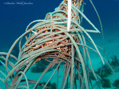 Astrophyton muricatum