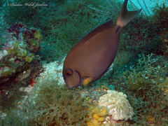 Acanthurus bahianus