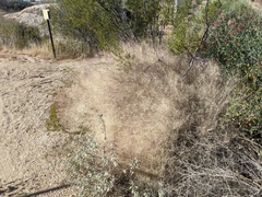 Muhlenbergia porteri