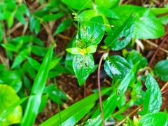 Synedrella nodiflora