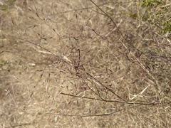 Muhlenbergia porteri