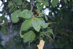 Nothofagus glauca