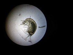 Hyalella azteca
