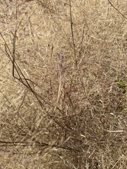 Muhlenbergia porteri