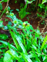 Synedrella nodiflora