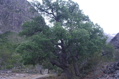Nothofagus glauca