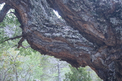 Nothofagus glauca