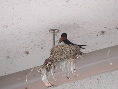 Hirundo rustica