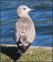Larus argentatus