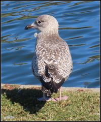 Larus argentatus