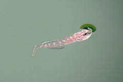 Microgobius gulosus