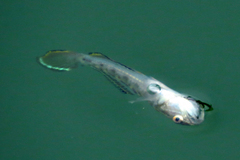 Microgobius gulosus