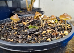 Psilocybe angulospora