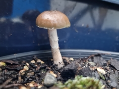 Psilocybe angulospora