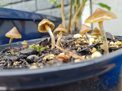 Psilocybe angulospora