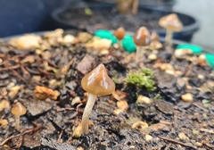 Psilocybe angulospora