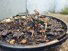 Psilocybe angulospora