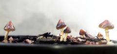 Psilocybe angulospora
