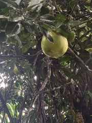 Citrus