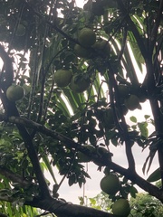 Citrus