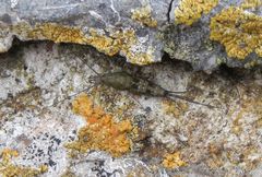 Petrobius brevistylis