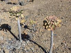 Aeonium urbicum