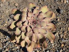 Aeonium urbicum