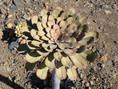 Aeonium urbicum