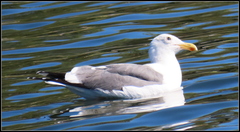 Larus occidentalis