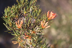 Lambertia multiflora multiflora