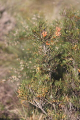 Lambertia multiflora multiflora