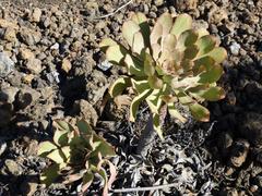 Aeonium urbicum