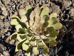 Aeonium urbicum
