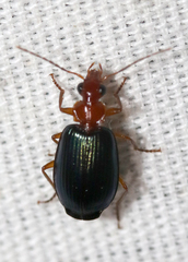 Lebia deceptrix