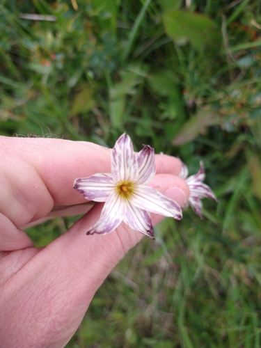 Image of Olsynium biflorum by (c) Pablo, some rights reserved (CC BY)