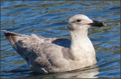 Larus glaucescens