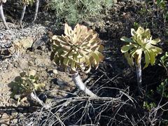 Aeonium urbicum image